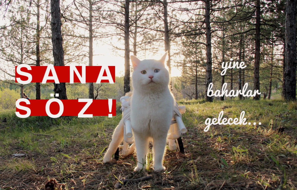 Kooocakafa's tweet photo. Sana Söz! 
Yine Baharlar Gelecek…
İlk turda bitirelim https://t.co/aV7PCDAcGz
