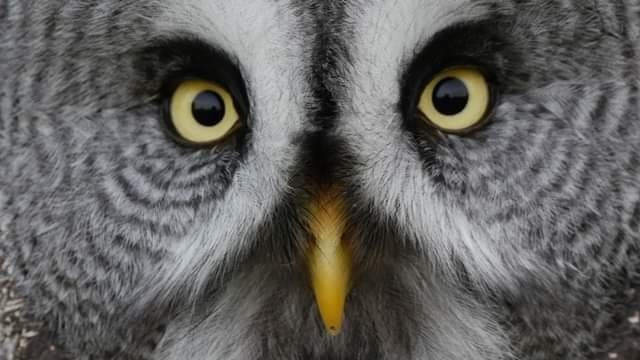 ChefOnSafari2's tweet photo. Our new Owl and Bird of Prey photographic workshops in January 2024  have been launched today. With beautiful natural set ups in Shropshire UK. 

https://t.co/3JiuElVlrk

"Bringing you closer to Wildlife" #wildlifedreams https://t.co/mjXkC5hYdI