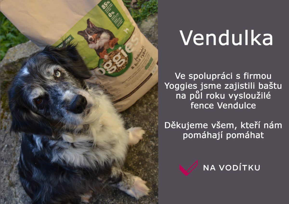 NaVoditku's tweet photo. Nádherná a úžasná vysloužilá vodicí fenka Vendulka si díky vám, kteří jste přispěli, už doma pochutnává na granulkách od Yoggies. 😊
Děkujeme všem. 🍀 https://t.co/NN9h1lRNJD