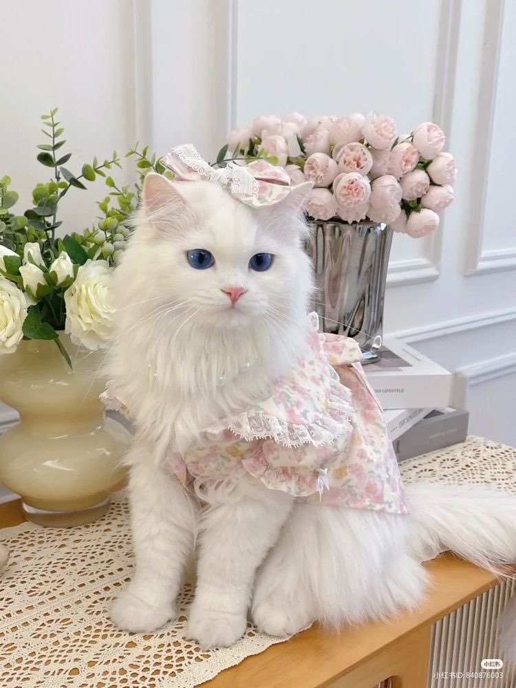jnomoong's tweet photo. น้องแมวขาวขนฟู ✧ 🎀 .·̩͙  🐈 ⌗ ֯  𓂂 https://t.co/8XqfJD72bG
