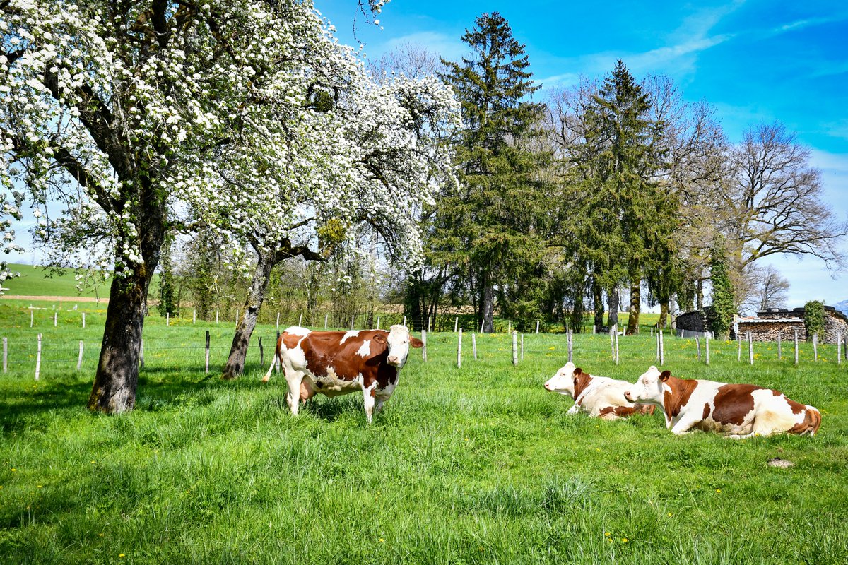 French_Moments's tweet photo. 📸 Photos of spring in the Annecy area taken a few days ago (village of Groisy).
Learn more on the blog > https://t.co/DwiZVqJalH
.
.
.
#Annecy #annecymountains #AuvergneRhôneAlpes #EnFranceAussi #ExploreFRance #MagnifiqueFrance #Groisy  #frenchmoments #SavoieMontBlanc https://t.co/rMrB7NzbSi