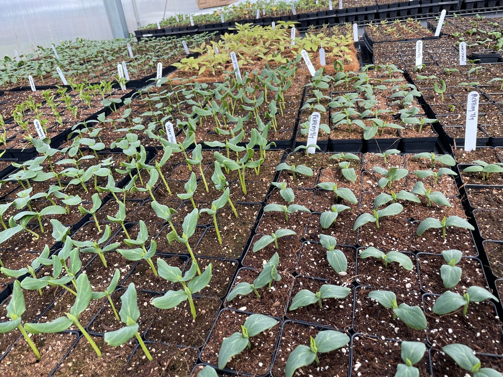 We have cucumbers! Boston pickling, silver slicer, tender green, and more. Don't like cucumbers? Lucky for you, we have over one hundred and fifty other varieties of flowers, herbs, greens, fruits, and veggies. Get the details at the link below!

food.bvsd.org/plant-sale