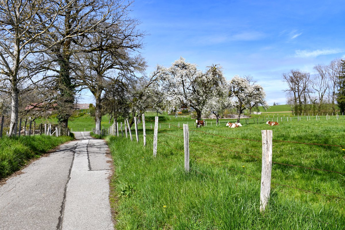 French_Moments's tweet photo. 📸 Photos of spring in the Annecy area taken a few days ago (village of Groisy).
Learn more on the blog > https://t.co/DwiZVqJalH
.
.
.
#Annecy #annecymountains #AuvergneRhôneAlpes #EnFranceAussi #ExploreFRance #MagnifiqueFrance #Groisy  #frenchmoments #SavoieMontBlanc https://t.co/rMrB7NzbSi