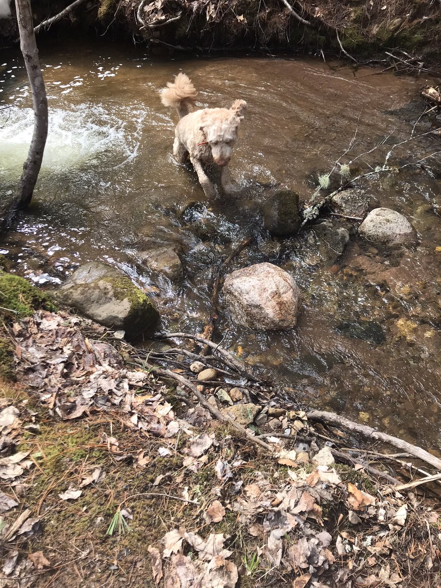 groodle_piper's tweet photo. Happy Saturday Morning! It’s a dip n sniff kinda day…
#DogsofTwittter 
#livefortheweekend
#operationpiedpiper https://t.co/LQb2bRhITP