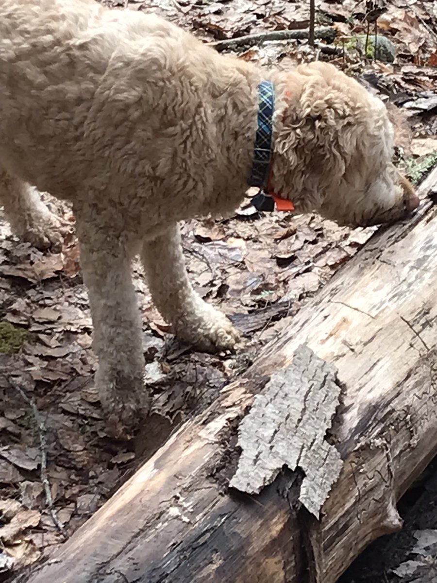groodle_piper's tweet photo. Happy Saturday Morning! It’s a dip n sniff kinda day…
#DogsofTwittter 
#livefortheweekend
#operationpiedpiper https://t.co/LQb2bRhITP