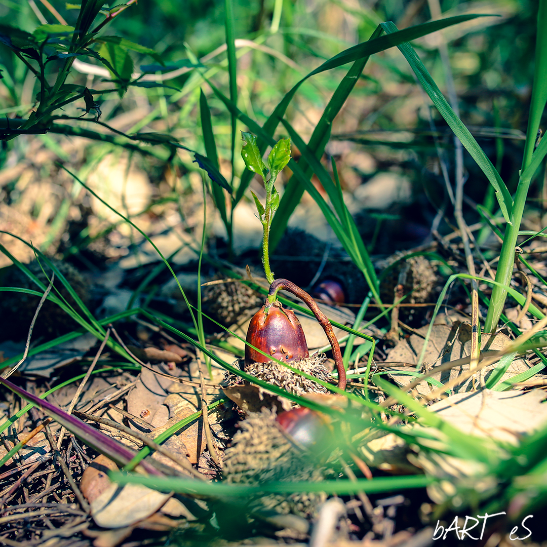 bartslaby's tweet photo. invent yourself and then reinvent yourself,
don’t swim in the same slough.
- Charles Bukowski

#NFT #photography #nftart #acorn #newborn #oak #tree #oaktree #Autumn #barteseth #photooftheday #photographymoments #bukowski https://t.co/Mjq6z43WrX
