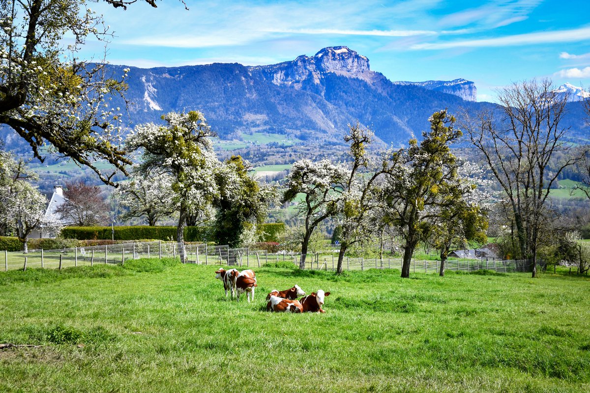 French_Moments's tweet photo. 📸 Photos of spring in the Annecy area taken a few days ago (village of Groisy).
Learn more on the blog > https://t.co/DwiZVqJalH
.
.
.
#Annecy #annecymountains #AuvergneRhôneAlpes #EnFranceAussi #ExploreFRance #MagnifiqueFrance #Groisy  #frenchmoments #SavoieMontBlanc https://t.co/rMrB7NzbSi