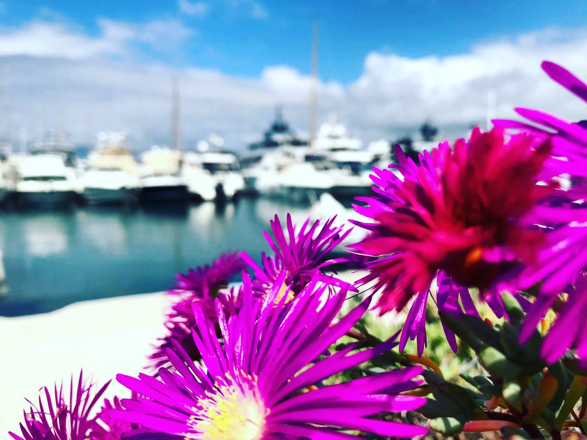 Cutie. 

#cutie #flower #violet #pink #port #cotedazurfrance #Cannes2023 #yachts #plaisance #yachtingfestivalcannes #visitCannes #instacute #instacutie #instaowers #enpassant