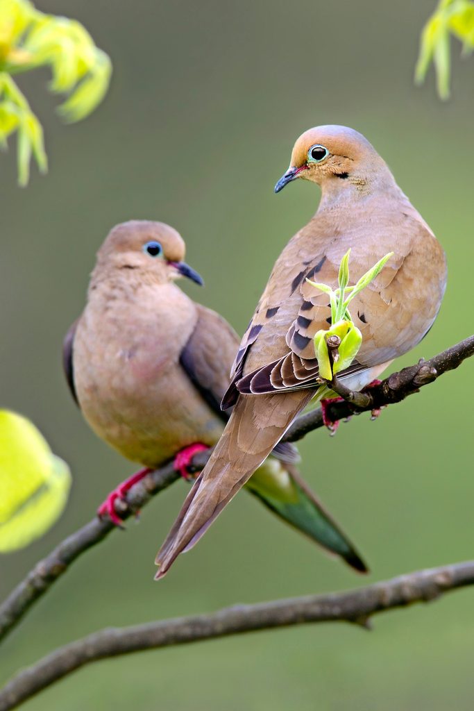 RhondaLBrown2's tweet photo. the soft adagio 
call of a mourning dove 
coo-ah coo-AH, coo-OO-oo 
#HaikuSaturday It's a sweet morning, even if it is rainy and cold. 
Picture: Birds&amp;Bloom
#HaikuMusic #haiku #nature #poem #poetrycommunity #poetry #Poet #haikuchallenge https://t.co/JGbE0JUdRV