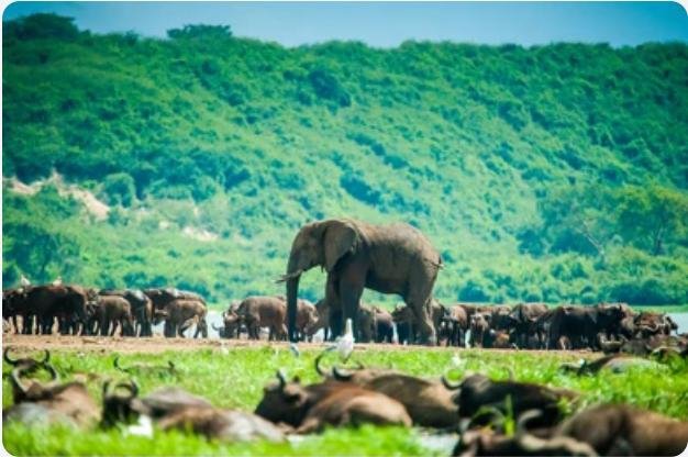 obiggabrian's tweet photo. Visit Uganda. https://t.co/dLVR4B8A6L