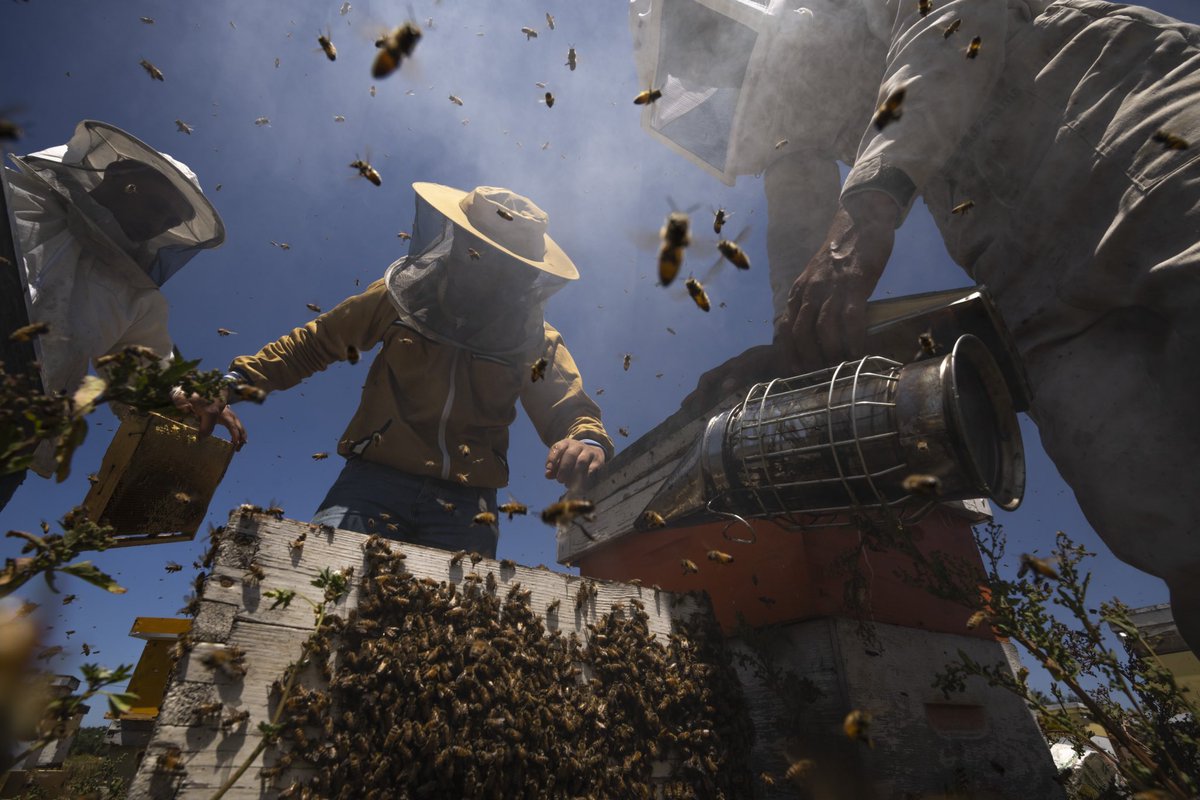 Beekeepers lift honeycombs from a beehive after using smoke to calm the bees, during the honey harvest along the Gaza Strip's border with Israel, in Rafah, southern Gaza Strip. (AP Photo/Fatima Shbair)