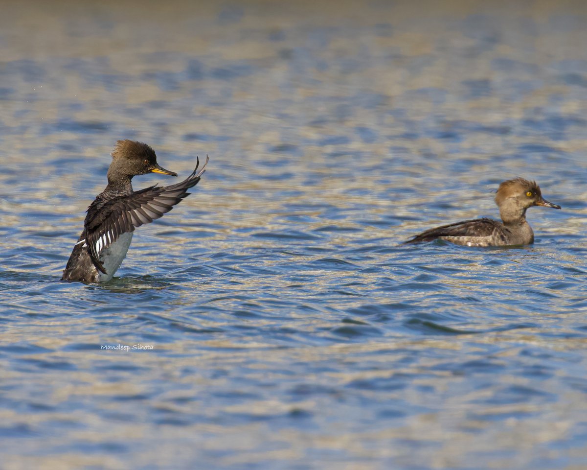 I need a hug😊 #hoodedmerganser #ducks #ducksinwild #duckphotography #twitterducks #ducksoftwitter #twitternaturecommunity #twitternaturephotography #IndiAves #smile #canon #shotoncanon #canonphotography