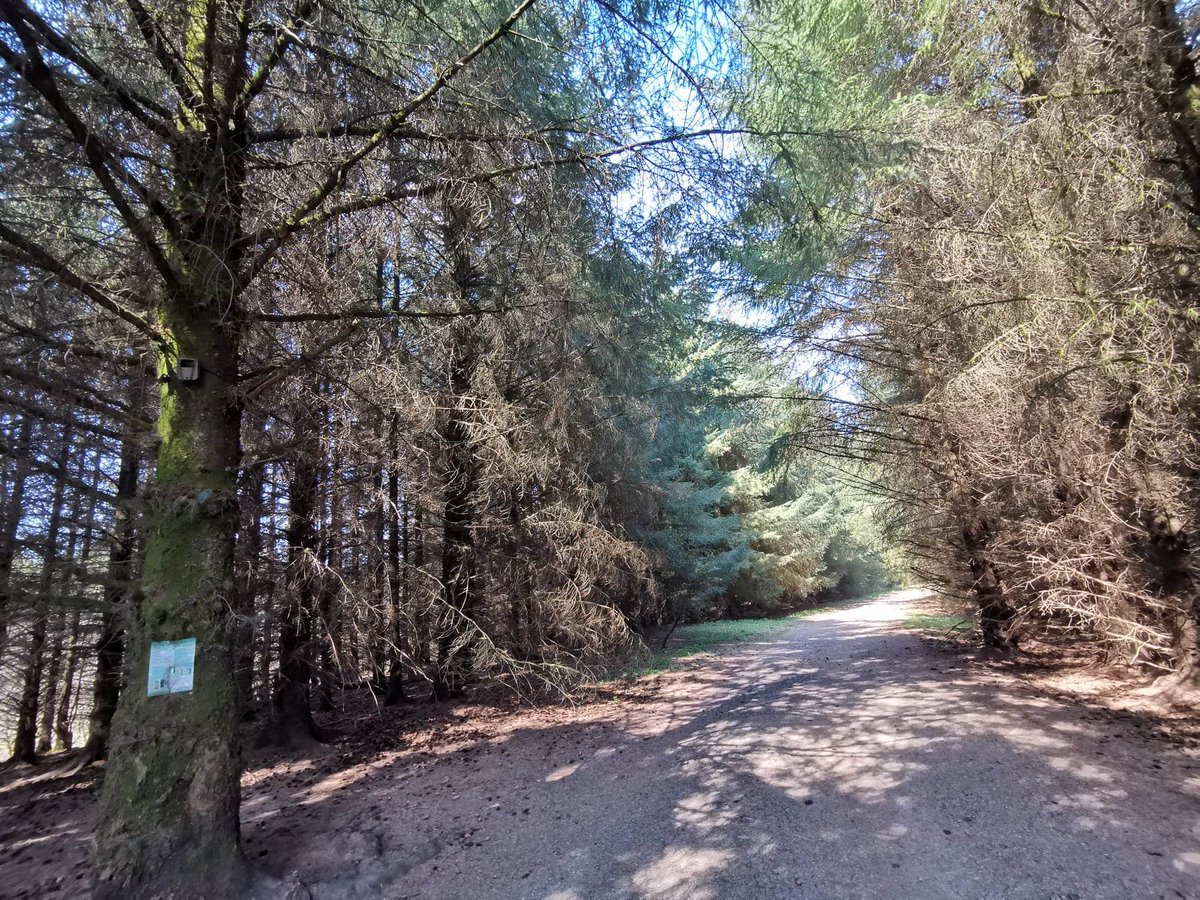 dorastorkart's tweet photo. A weekend walk in the pristine Scottish forest
Scotland has many nature reserves. You could say it's all of Scotland. This is very inspiring in every way.
Immerse yourself in the greenery and watch and enjoy the order of nature.
#scotlandlover #scotlandtravels #scotlandlife https://t.co/qjAuLiO6ge