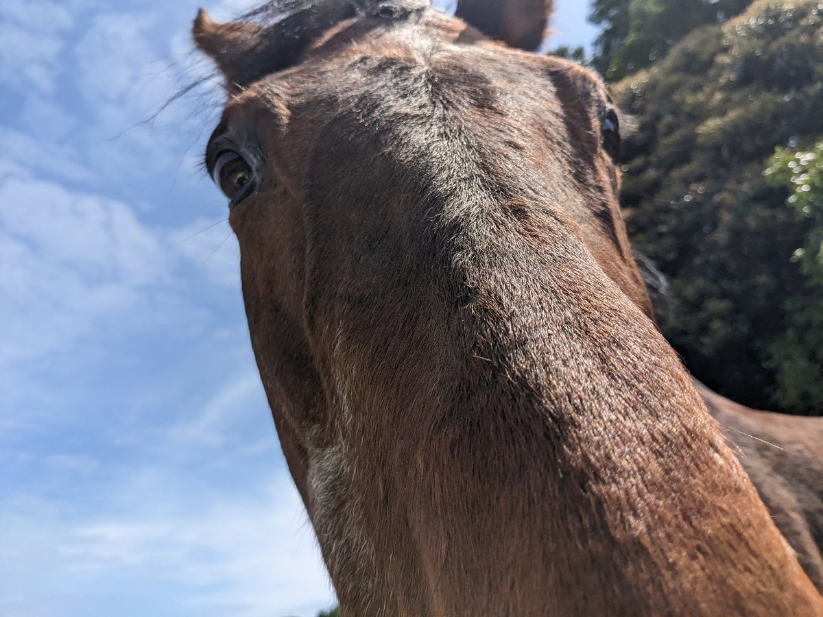 come_rice117's tweet photo. 改めて今回ハルウララに会うことができて本当に良かったです。
時間が経つにつれて別れが惜しくなってきて辛かったです。
これからも牧場の方々含めお元気でいてください。 https://t.co/kv6ghPGfz7
