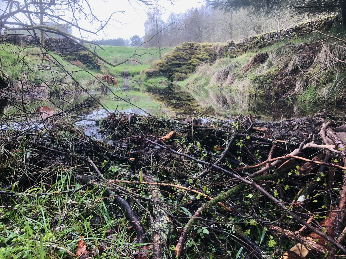 argatyredkites's tweet photo. Such a buzz to find a new beaver dam on the farm today. I hope this thrill never wears off, no matter how long we live alongside these animals. #beaver #beavers #twitternaturecommunity #SaturdayMotivation #nature https://t.co/sEYv54e103