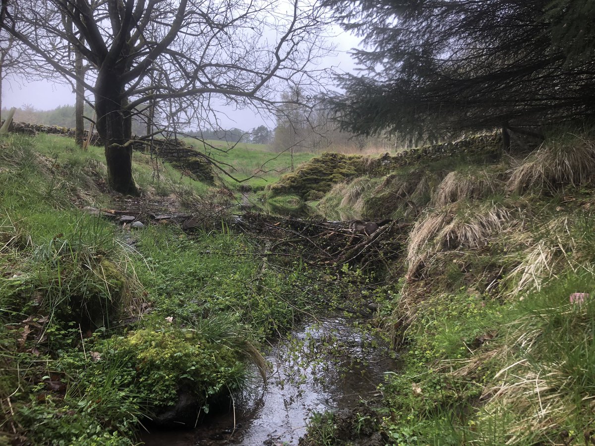 Such a buzz to find a new beaver dam on the farm today. I hope this thrill never wears off, no matter how long we live alongside these animals. #beaver #beavers #twitternaturecommunity #SaturdayMotivation #nature