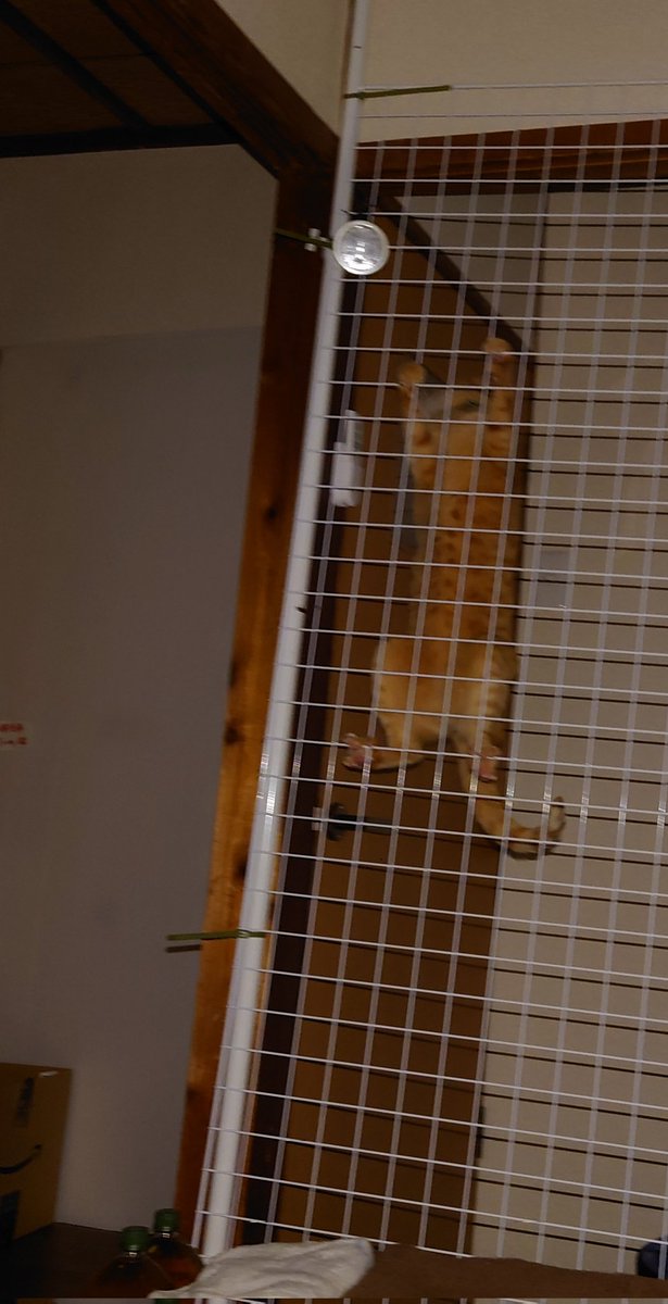 😺【ウオーキングデッド】😺猫バージョン😺
　　　　by  茶ちゃん
#保護猫さんと暮らす
#猫好きさんと繋がりたい