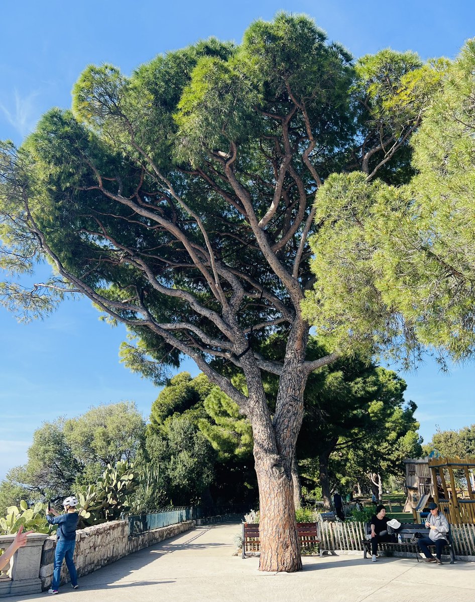 #TreeOfTheDay from Nice 🇫🇷 <a href="/campbellclaret/">ALASTAIR CAMPBELL</a>