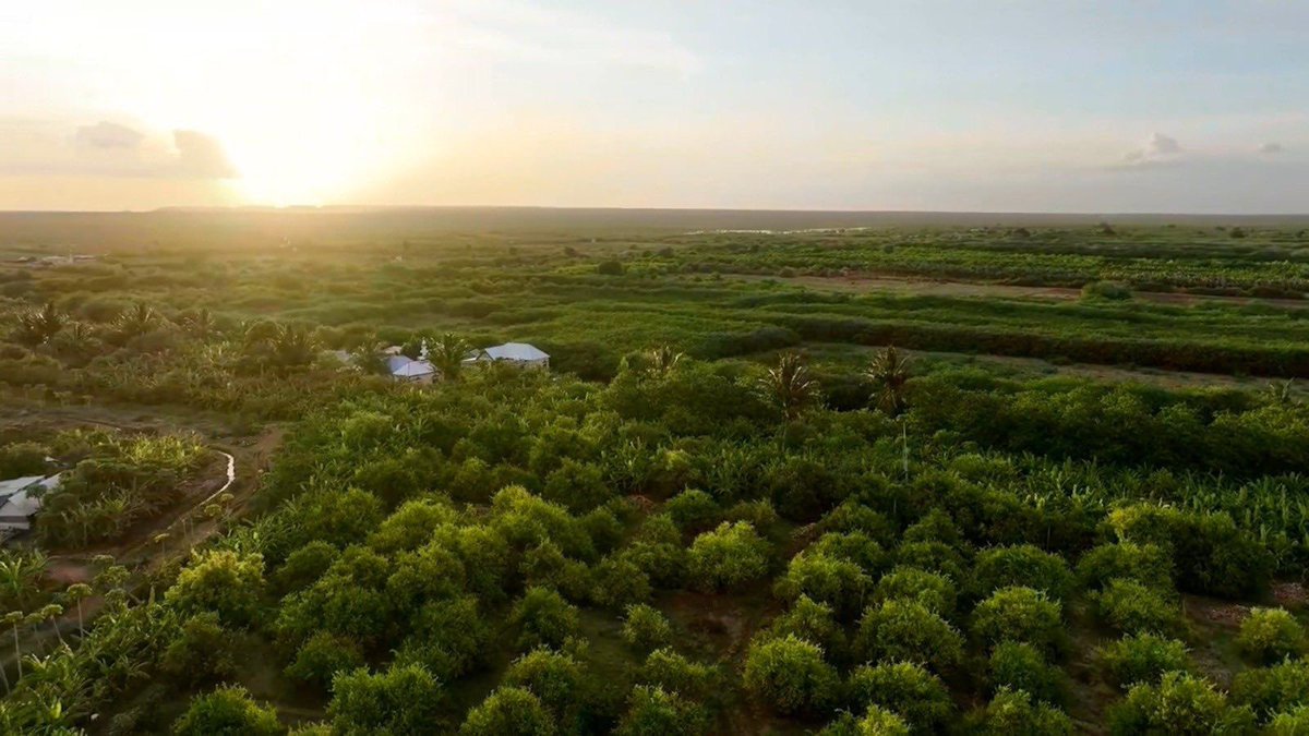AbdiaziizSiidii's tweet photo. Stunning pictures of Beledweyne, the provincial capital of Hiiraan, the most scenic town in central Somalia where Shabelle river weaves through; it is one of the richest towns in the country in the areas of agriculture and livestock
#Beledwayne
#greencity https://t.co/gupxK3isZ3