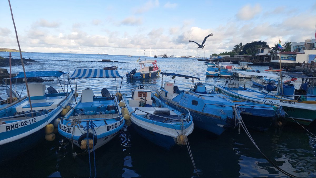 Isamary19's tweet photo. Lo mágico de la vida..#Galápagos #muelledepescadores https://t.co/IUiOHv9H3b