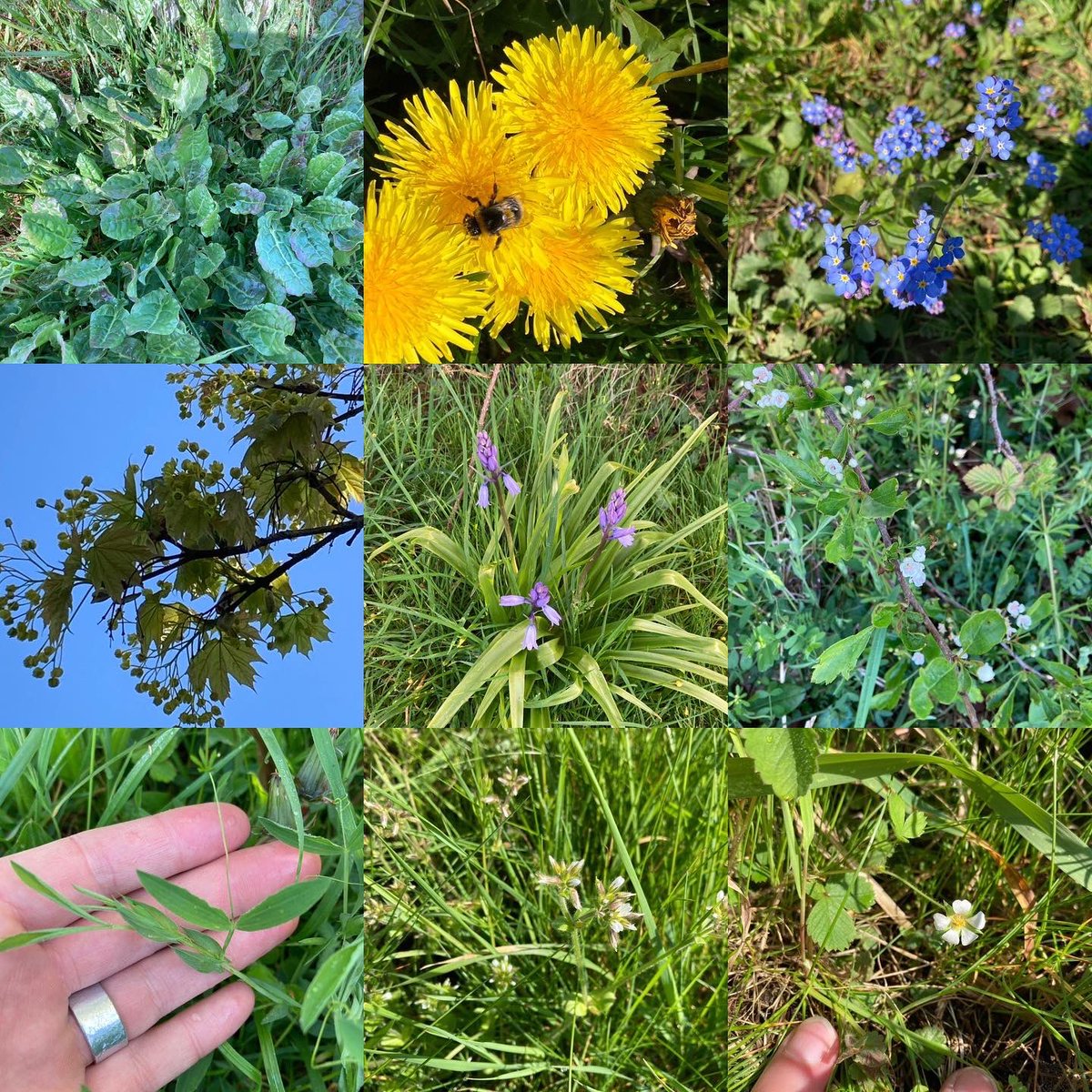 What a wonderful morning celebrating #OrchardBlossomDay and joining in with the #CityNatureChallenge2023!