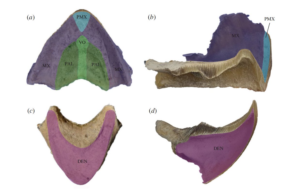 New pub from @ecomorphlab &amp; @seaturtlecenter. Feeding without teeth: the material properties of
rhamphothecae from two species of durophagous
sea turtles. 2023. Ingle, Perez, Porter and Marshall. Royal Society Open Science. royalsocietypublishing.org/doi/10.1098/rs…