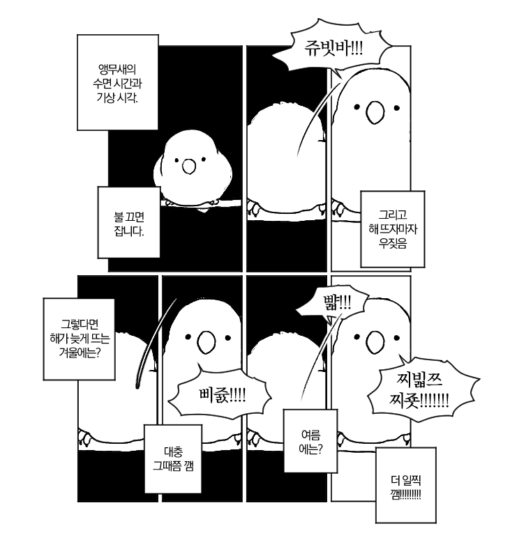 앵무새의 수면 시간과 기상 시각