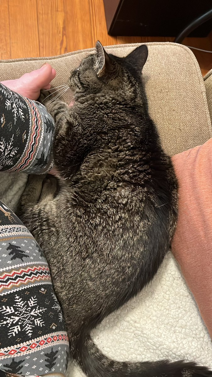 jeneen30's tweet photo. @LabradorYuki As curled up and close to me as possible!! https://t.co/eLQCRXYH3B