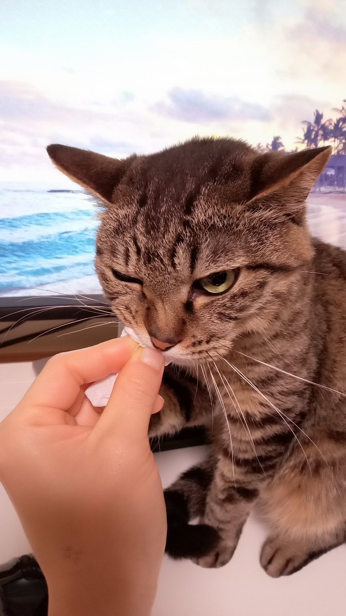 ティッシュを喰らう猫