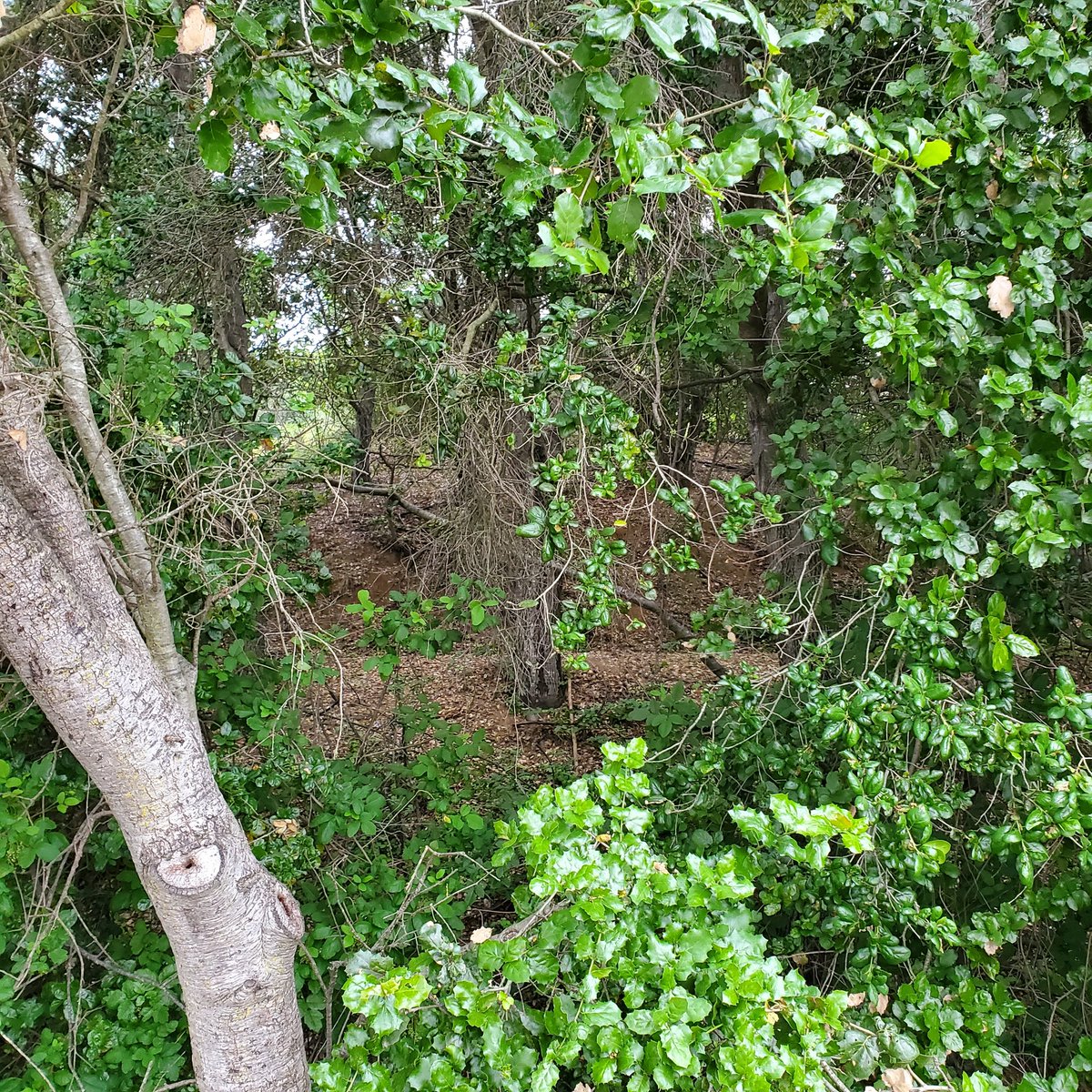 katydidscribe's tweet photo. Good morning to get out of the city and into the woods. https://t.co/rqDbRcnwlj