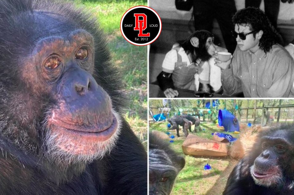 Michael Jackson’s pet chimp Bubbles turned 40 & had a party 🎉