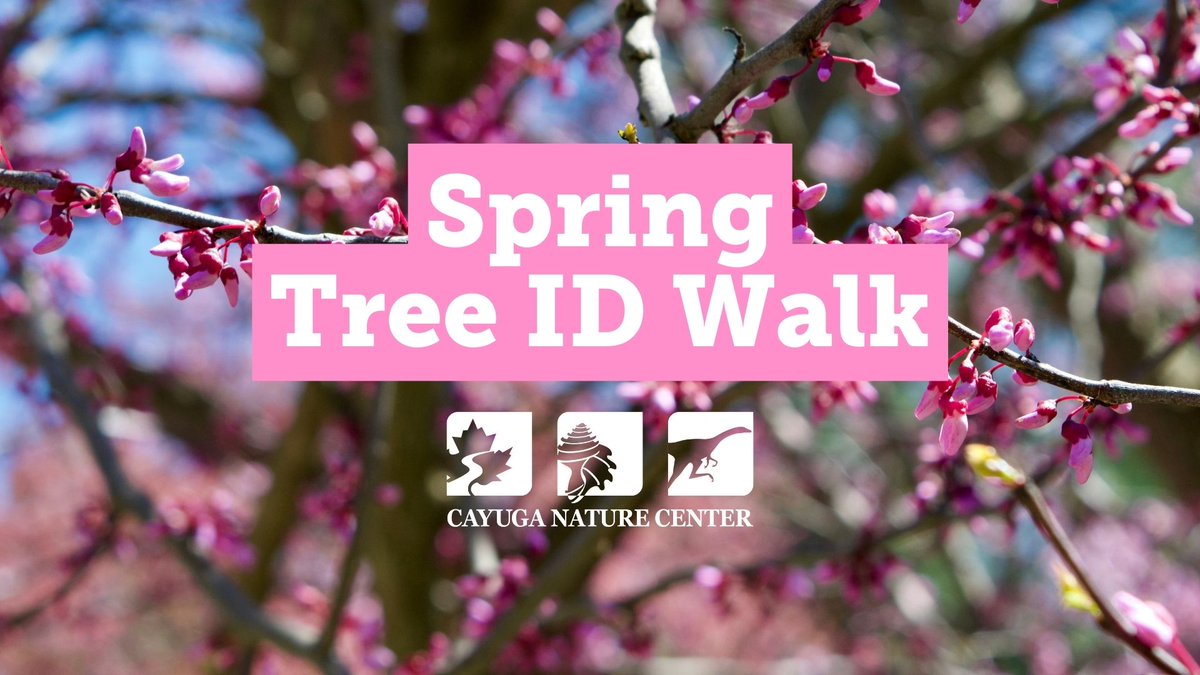Visit the Cayuga Nature Center TODAY from 2pm-3pm to learn about identifying trees in all seasons and the signs of climate change in life cycles of trees. While you are out, post  photos to iNaturalist for the City Nature Challenge! Join the Ithaca group: inaturalist.org/projects/city-…