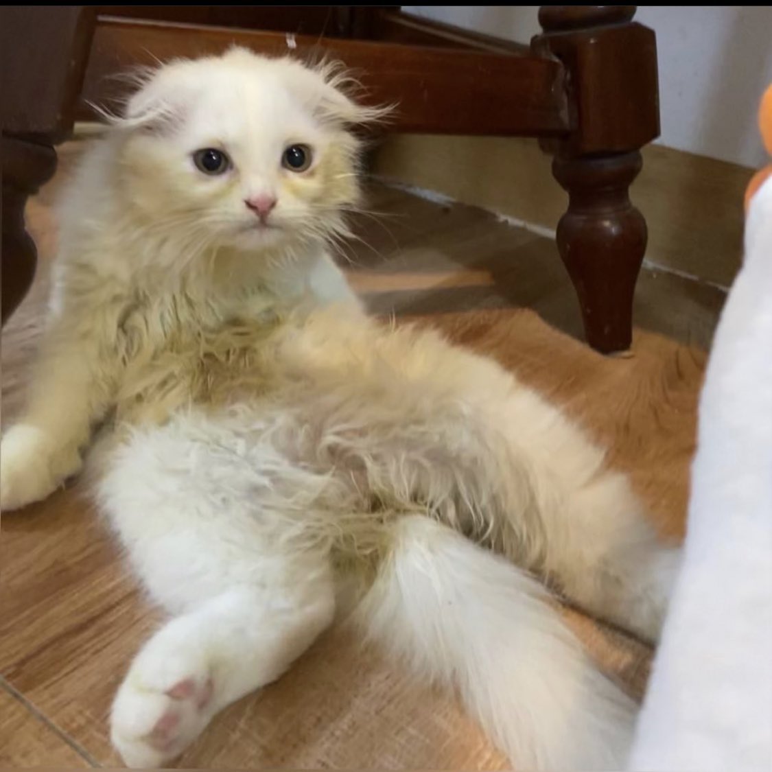 <a href="/awwwfluffy/">૮꒰˵• ﻌ •˵꒱ა</a> ห้ามไปกินเหล้า ขี้เมาแถวไหนอีกนะจิมจิ