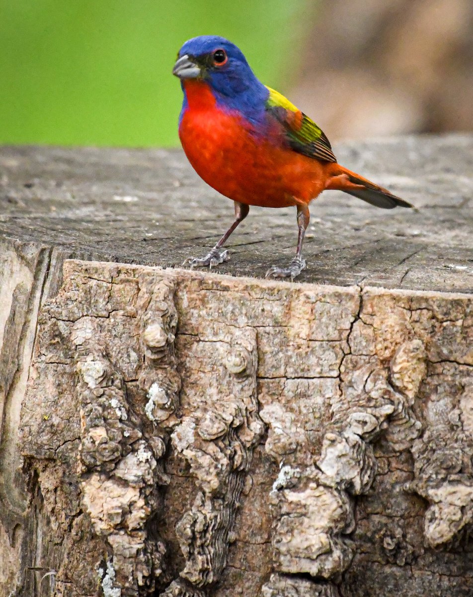 My first sighting of the Painted Bunting this year! It doesn’t matter how many times I’ve caught a glimpse of these beautiful creatures, it’s always exciting. <a href="/TPWDnews/">Texas Parks & Wildlife</a> <a href="/NikonUSA/">NikonUSA</a> <a href="/USFWS/">U.S. Fish and Wildlife Service</a> @HoustonAudubon <a href="/USFWSBirds/">USFWS Migratory Birds</a>