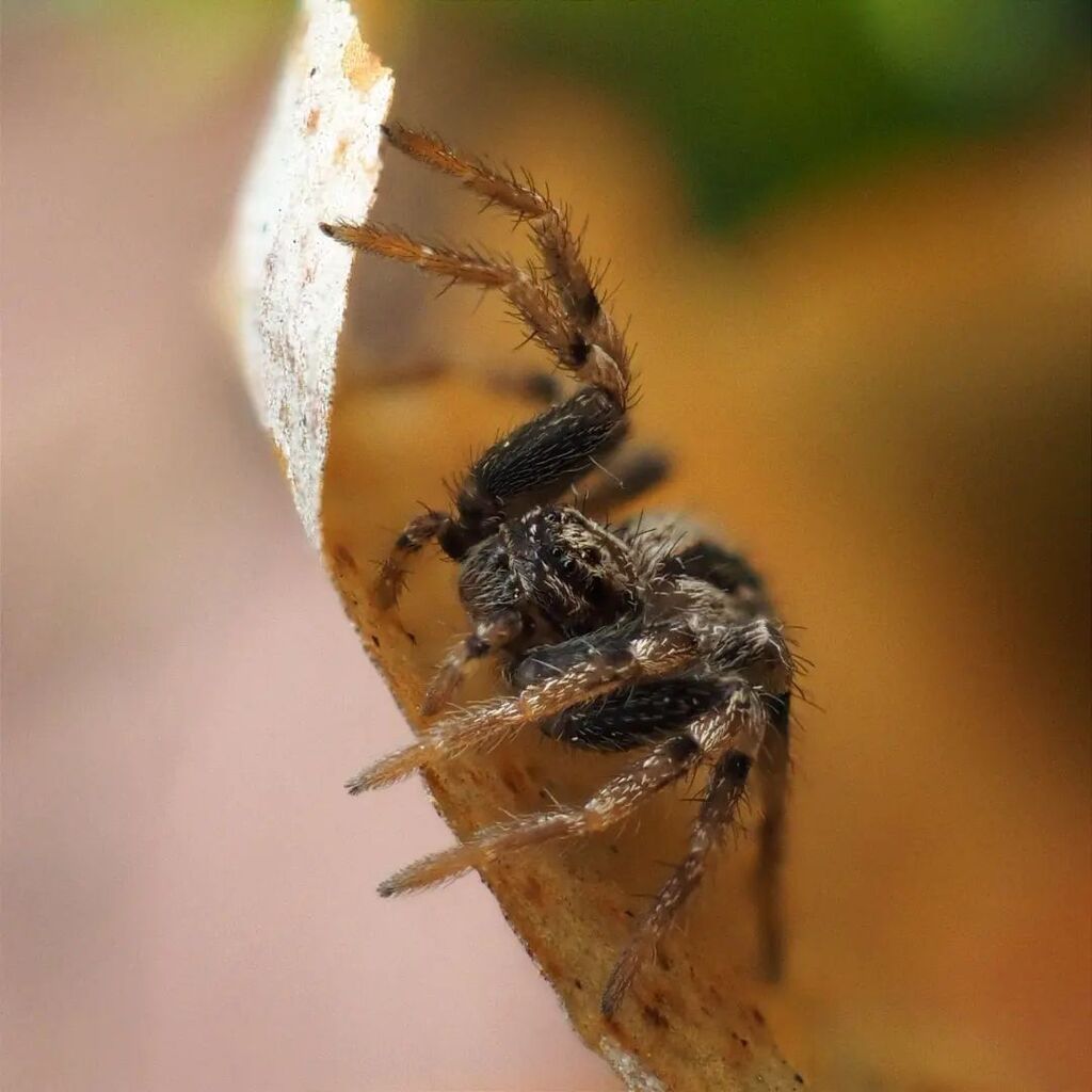 Tiny Spooder

#macro #macrophotography #spider #omdem1 #mzuiko30mmmacro instagr.am/p/Crn2wMAo6kZ/