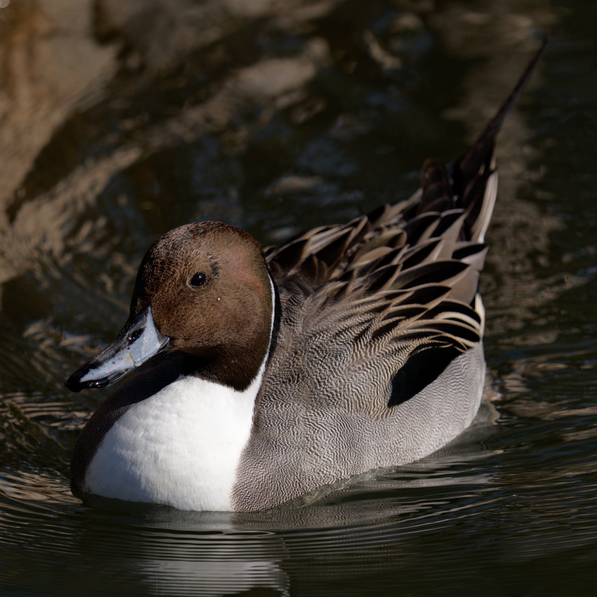 presler_945's tweet photo. どことなく優雅な雰囲気が漂うオナガガモさんです！

#オナガガモ #pintailduck #anasacuta #野鳥 #wildbird #石神井公園 #石神井公園野鳥図鑑 https://t.co/cgPgfvvCrP