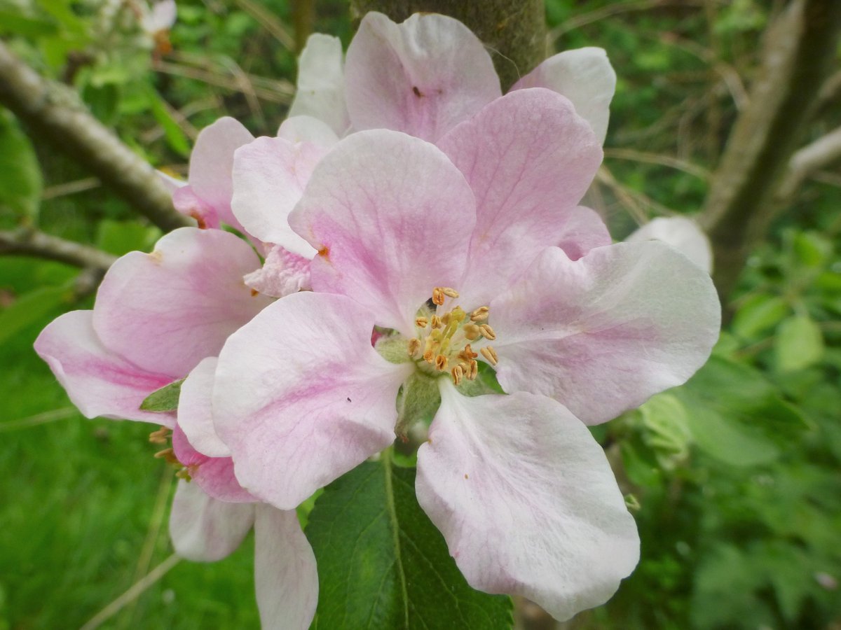 The Quince tree in bloom...
#BlossomWatch #OrchardBlossomDay