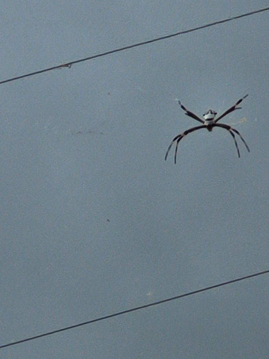 inmyplacce's tweet photo. @ElfaDosInsetos Eu estava "criando" uma aranha de prata, ela estava na cerca elétrica perto da janela da sala, eu olhava ela o tempo todo. Um belo dia acordei e estava só a teia destruída, virou jantar 😭 eu fiquei super triste, o nome dela era Suzane. https://t.co/XVlPiH13zA