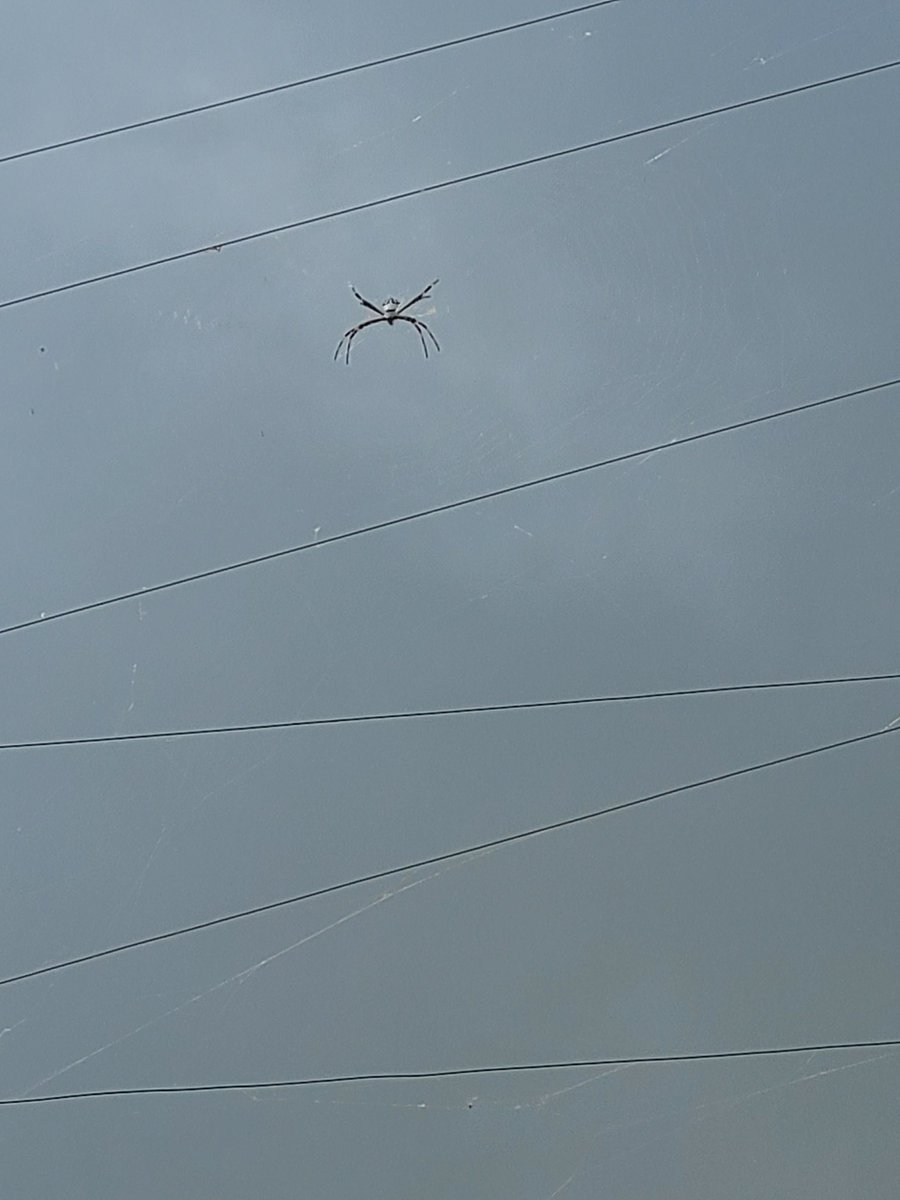inmyplacce's tweet photo. @ElfaDosInsetos Eu estava "criando" uma aranha de prata, ela estava na cerca elétrica perto da janela da sala, eu olhava ela o tempo todo. Um belo dia acordei e estava só a teia destruída, virou jantar 😭 eu fiquei super triste, o nome dela era Suzane. https://t.co/XVlPiH13zA