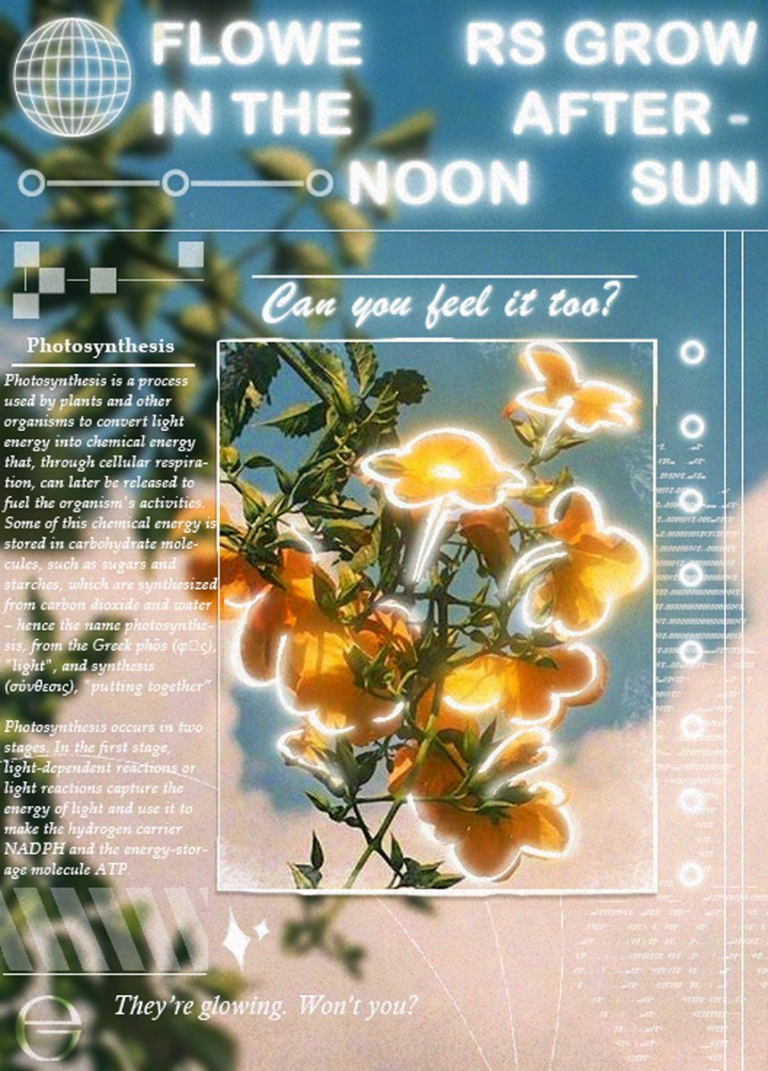 flowers grow in the afternoon sun

 practicing graphic design