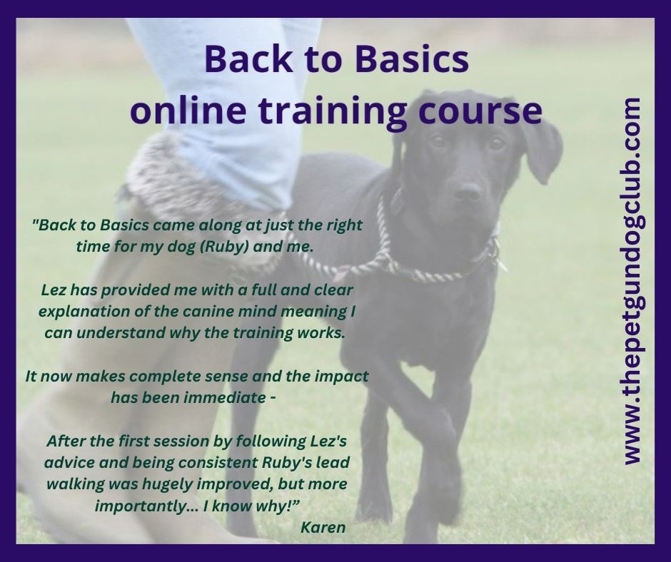 LezGraham's tweet photo. Each week we focus on a new topic allowing you to drill down on an aspect of training your pet gundog and improve your relationship with them.⁠
⁠
Starting on the 16th of May and running until the 13th of June with access to training material availabl… https://t.co/QWxMjWjlzd https://t.co/hz1OCHRlhu