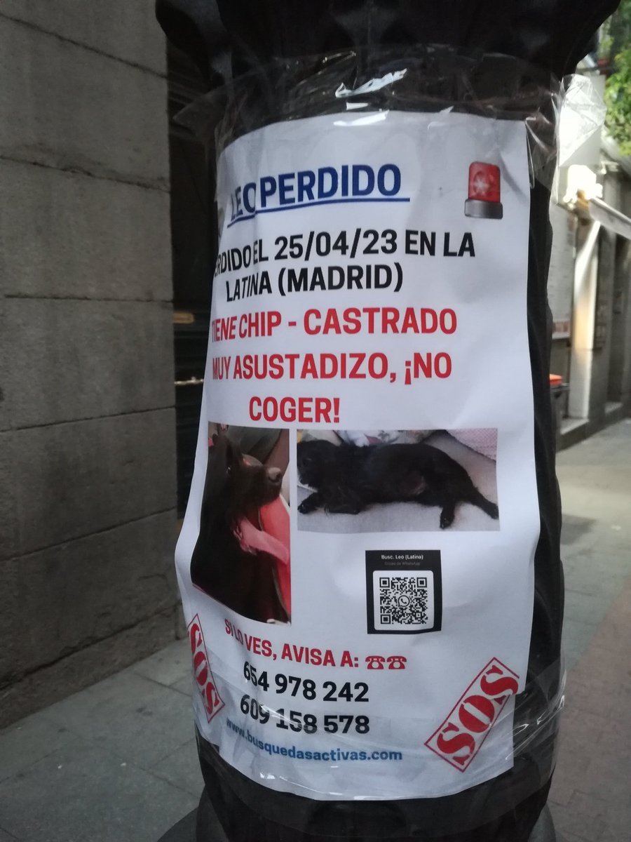 Perro perdido en la zona de La Latina, por favor, difusión.

<a href="/AVCavas/">AVCavas (La Latina)</a> <a href="/avvmadridcentro/">AAVV MADRIDCENTRO</a>