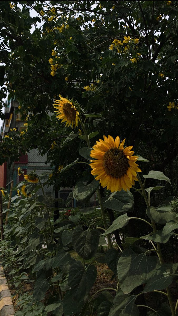 ringringringaa's tweet image. So many sunflowers in uni 🌻💛