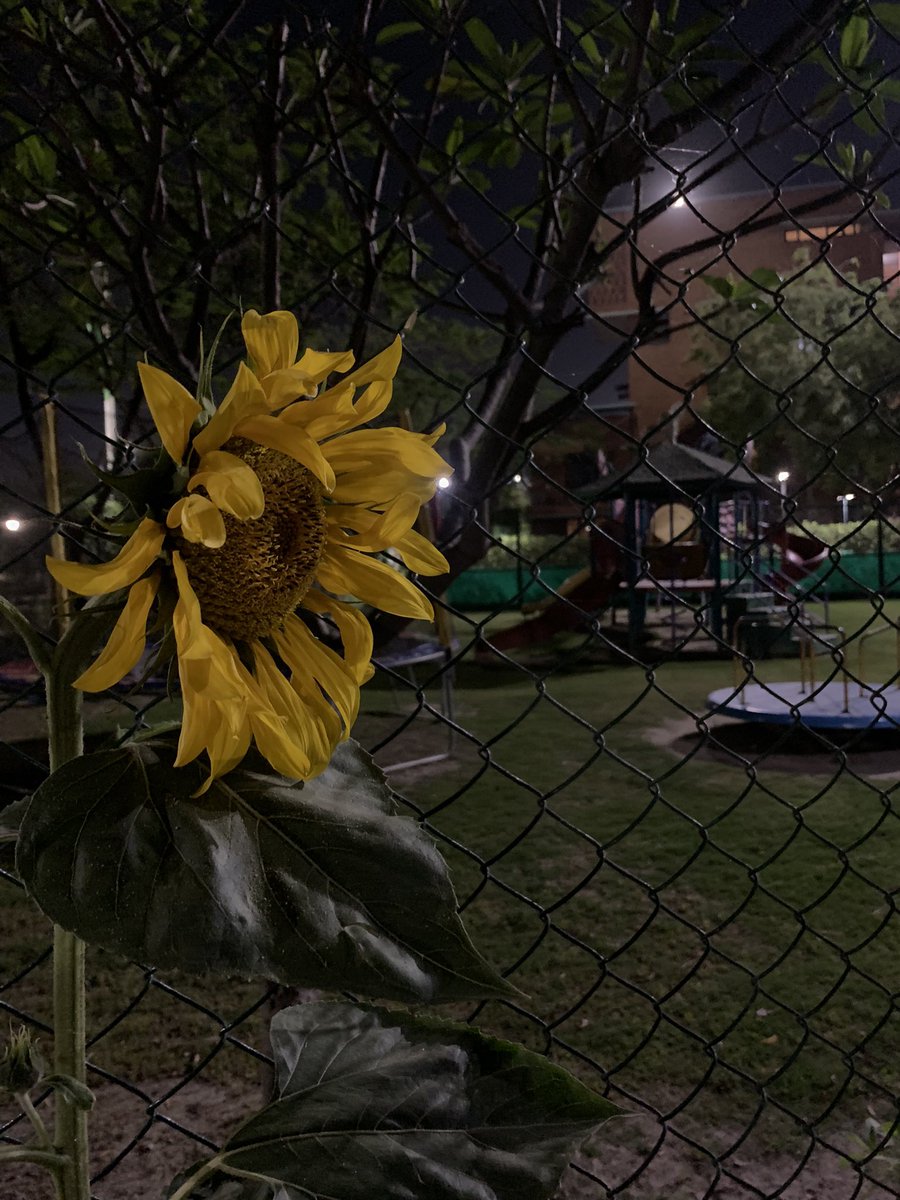 ringringringaa's tweet image. So many sunflowers in uni 🌻💛