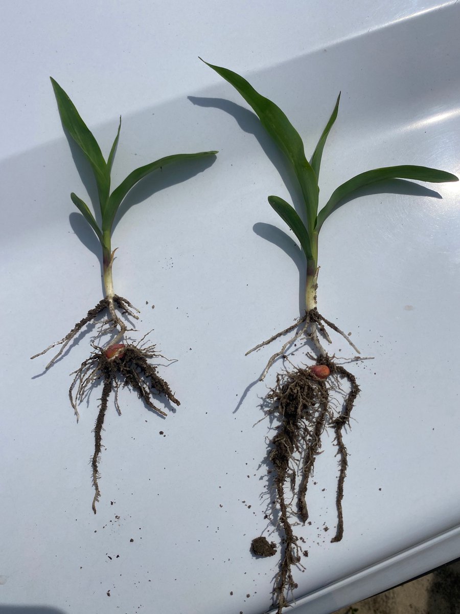 ck_hardin's tweet image. No Infurrow (left) vs infurrow (right)