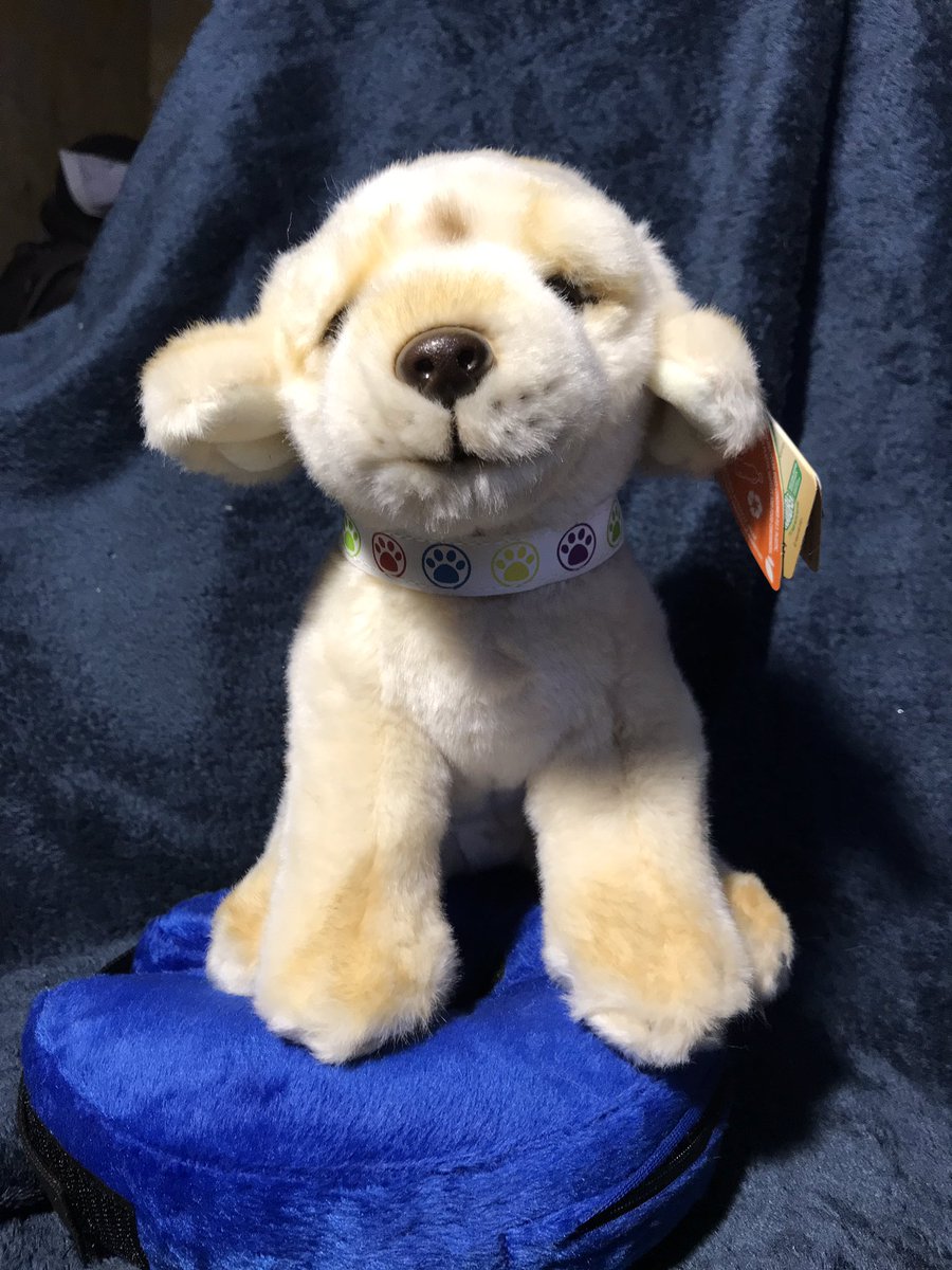 LimpyLabMax's tweet photo. Maxs #photocontest #prize gorgeous LIVING NATURE KEYCRAFT GOLDEN LABRADOR PUPPYย 30CM
Comes with his own detachable Buster Collar just like Max wears 2 #win tweet a photo using hashtag #maxapril23 & if you can donate an โentry feeโ text OPMAX to 70450
Ends midnight
Sunday 30th https://t.co/1KLxm1e5xd