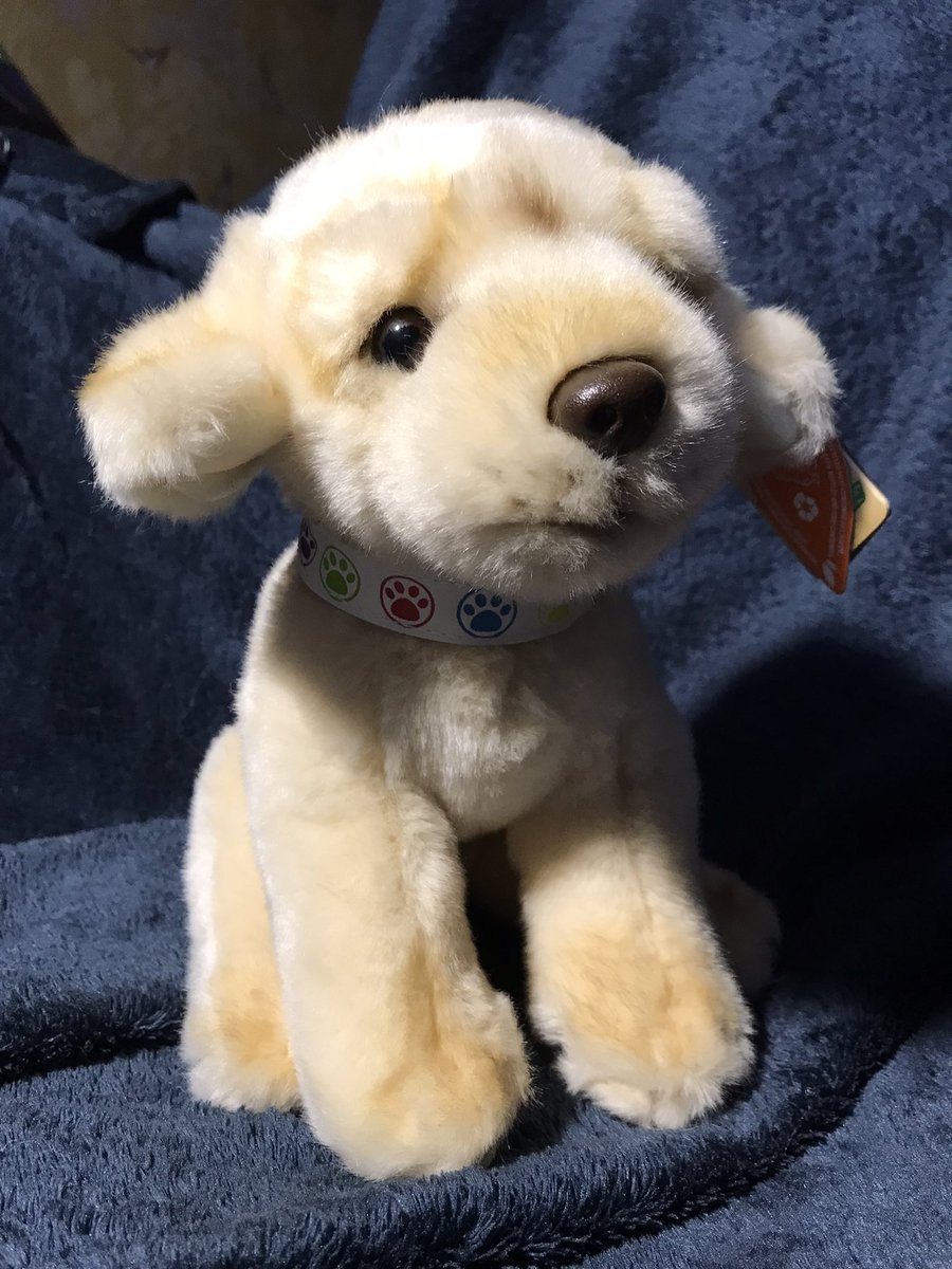 LimpyLabMax's tweet photo. Maxs #photocontest #prize gorgeous LIVING NATURE KEYCRAFT GOLDEN LABRADOR PUPPYย 30CM
Comes with his own detachable Buster Collar just like Max wears 2 #win tweet a photo using hashtag #maxapril23 & if you can donate an โentry feeโ text OPMAX to 70450
Ends midnight
Sunday 30th https://t.co/1KLxm1e5xd