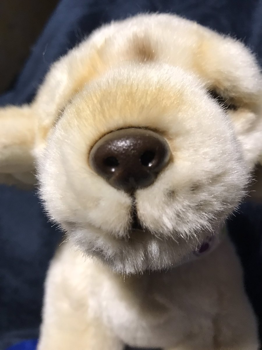 LimpyLabMax's tweet photo. Maxs #photocontest #prize gorgeous LIVING NATURE KEYCRAFT GOLDEN LABRADOR PUPPYย 30CM
Comes with his own detachable Buster Collar just like Max wears 2 #win tweet a photo using hashtag #maxapril23 & if you can donate an โentry feeโ text OPMAX to 70450
Ends midnight
Sunday 30th https://t.co/1KLxm1e5xd