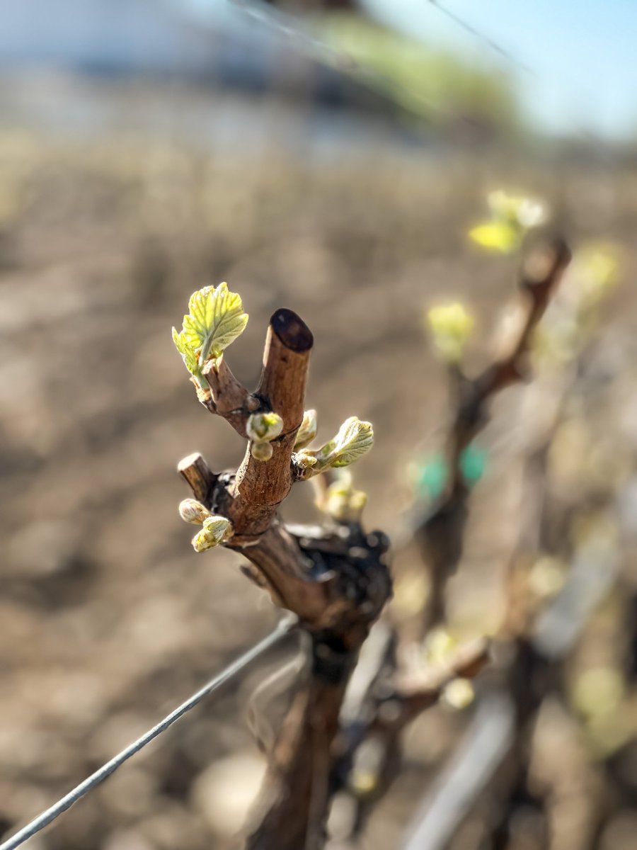 RotieCellars's tweet photo. 🪨🌱 Bud break at the Rocks! 🌱🪨 #RotieCellars #BudBreak https://t.co/y4CQPICUXL