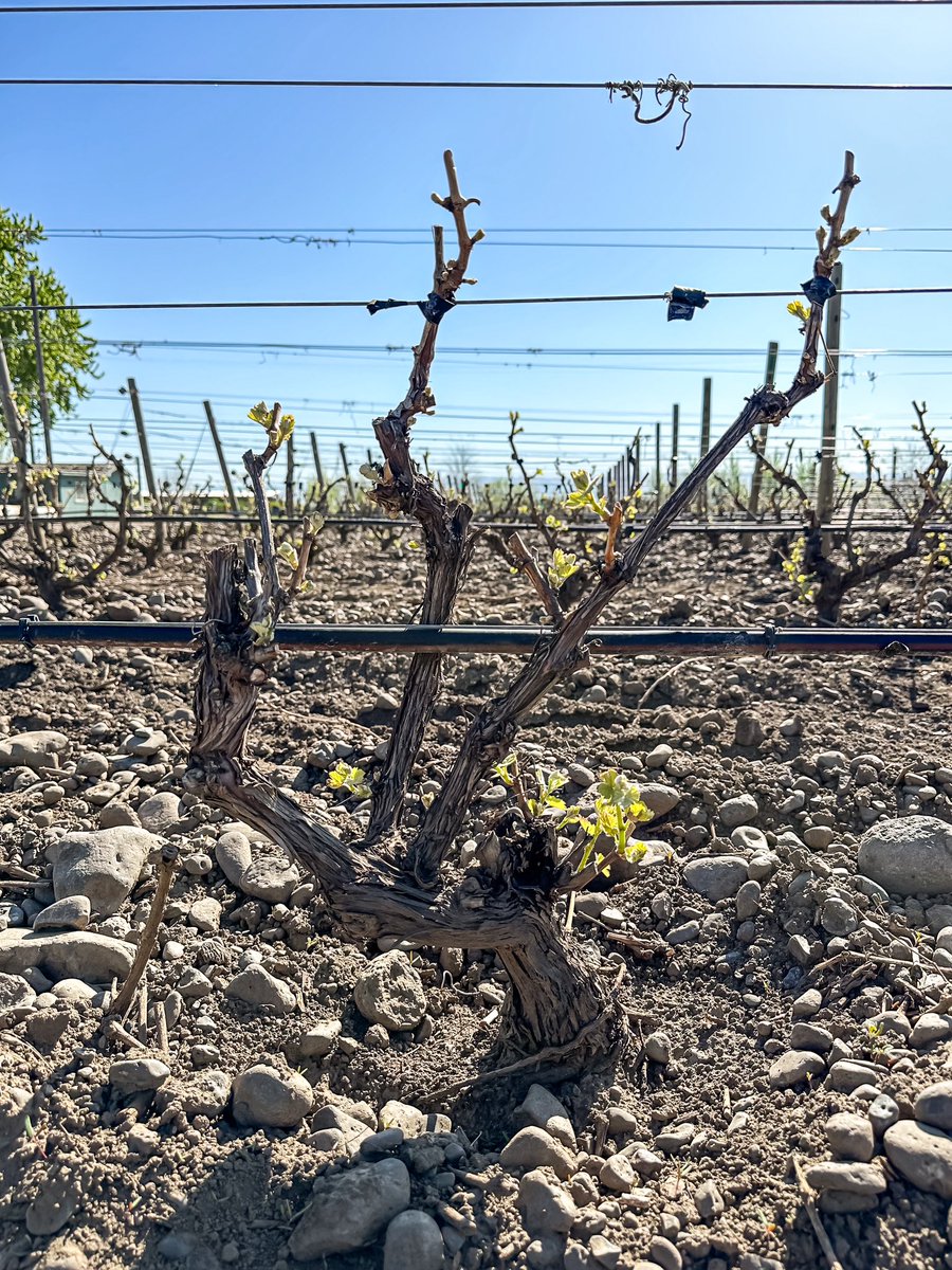 RotieCellars's tweet photo. 🪨🌱 Bud break at the Rocks! 🌱🪨 #RotieCellars #BudBreak https://t.co/y4CQPICUXL